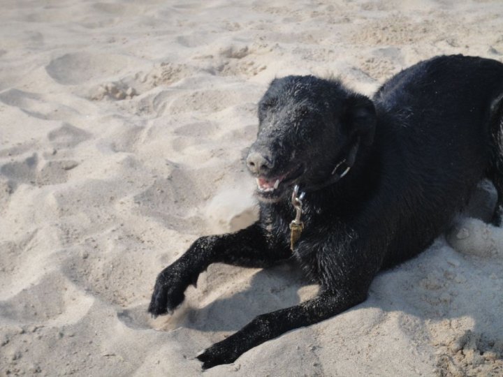 Gracie loves the beach.jpg